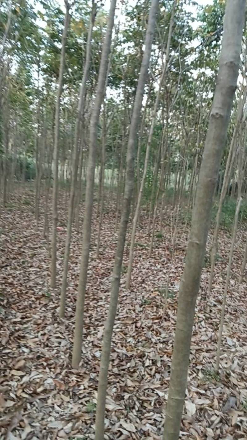 无患子树，7-8公分无患子城市庭院绿化