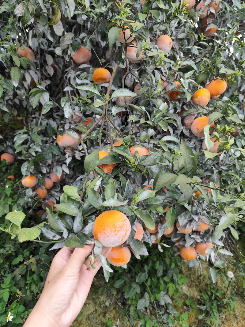 广西沃柑武鸣沃柑大量上市欢迎观赏