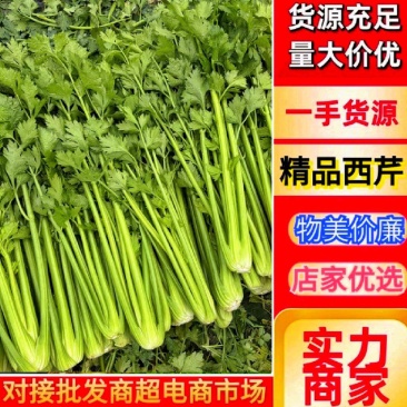 河南芹菜，西芹，法国皇后芹菜，大量供应商超电商市场加工厂