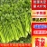 河南芹菜，西芹，法国皇后芹菜，大量供应商超电商市场加工厂