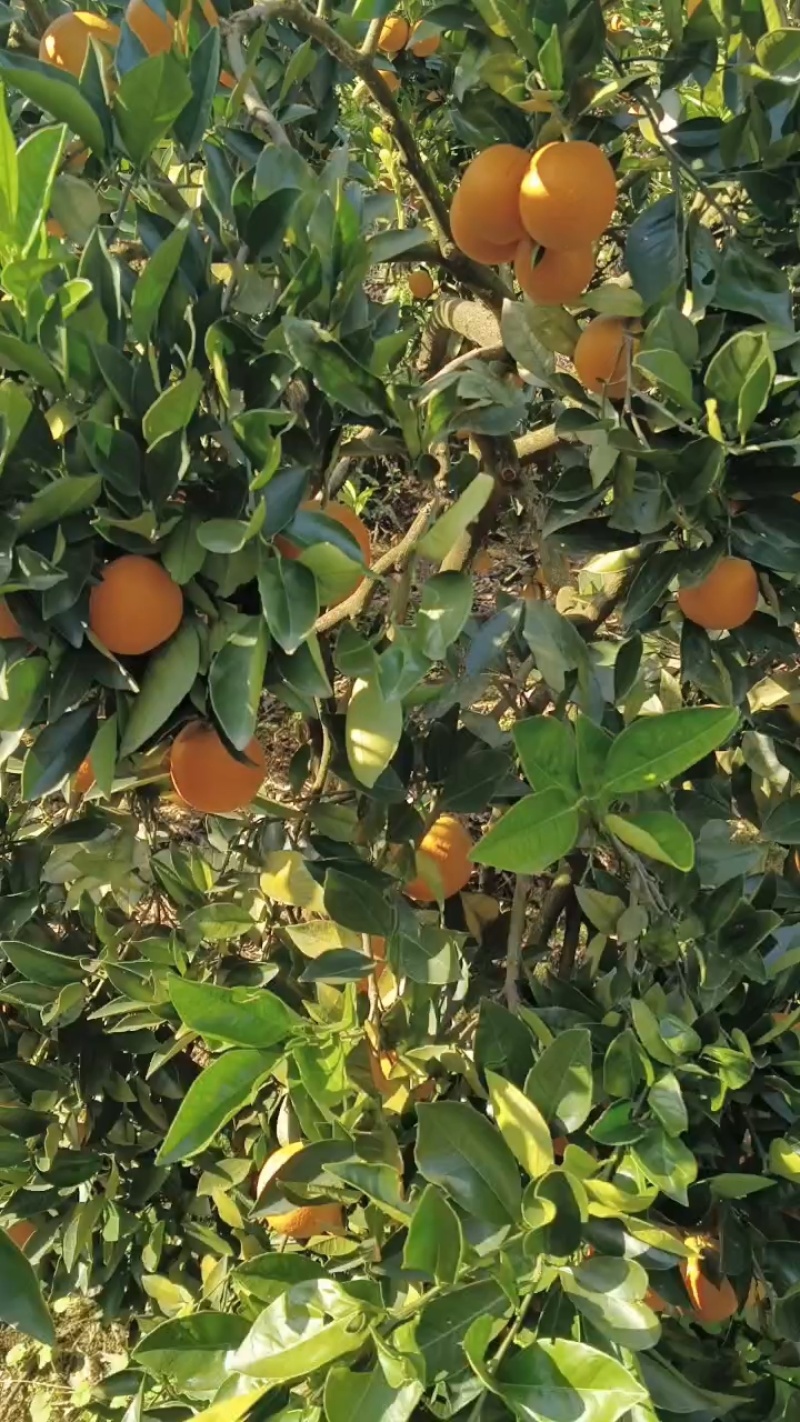 麻阳冰糖橙，支持一件代发，抖音，拼多多，淘宝等，高品质