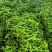 《推荐》《精选》螺丝椒大量供应货源充足