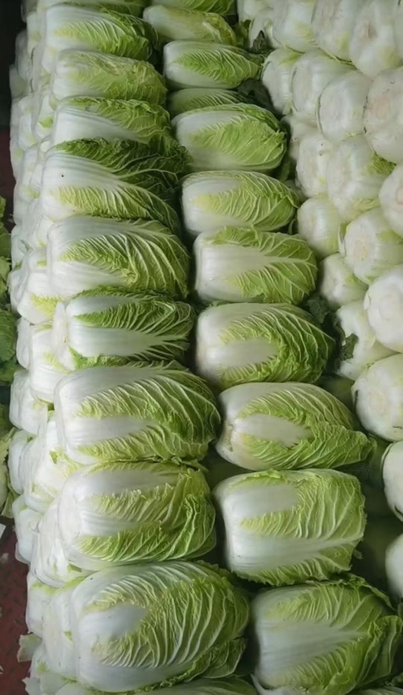 山东临沂郯城精品黄心白菜大量有货供应，质量好，欢迎采购