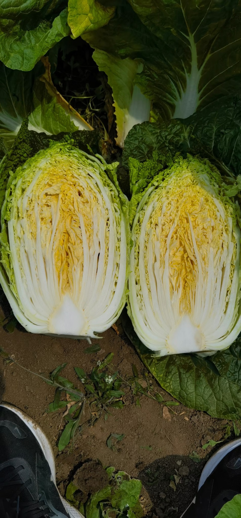 山东临沂郯城精品黄心白菜大量有货供应，质量好，欢迎采购