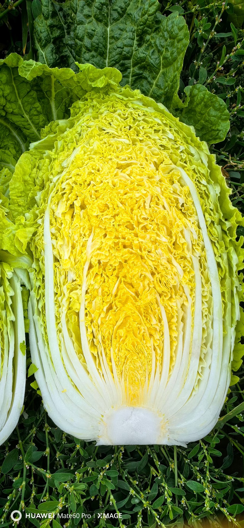 山东临沂郯城精品黄心白菜大量有货供应，质量好，欢迎采购