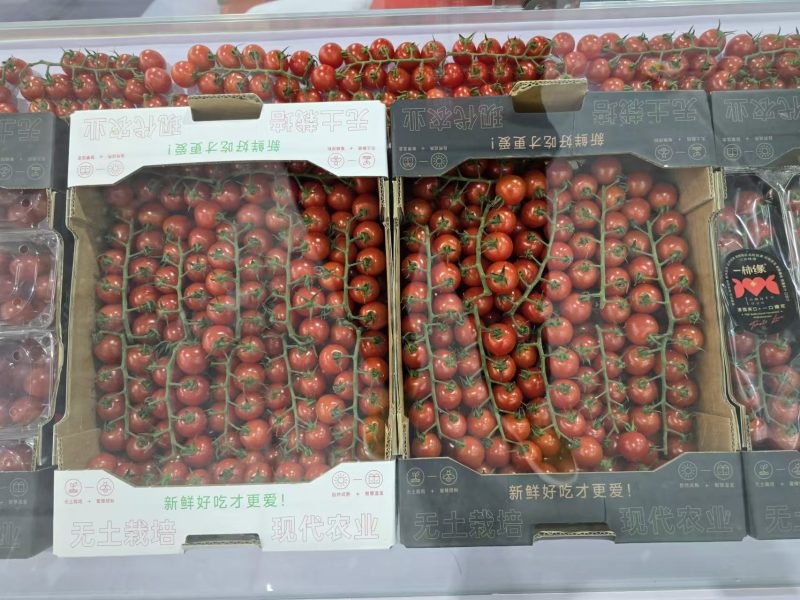 串收番茄saopolo，无土栽培，基地直发，全年供应。