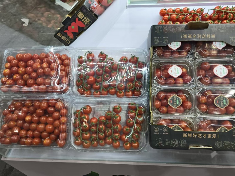串收番茄saopolo，无土栽培，基地直发，全年供应。