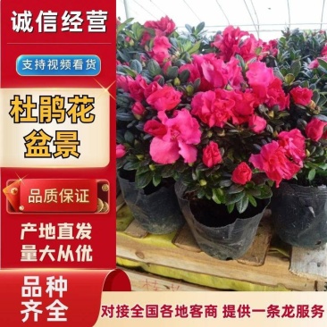 杜鹃花盆栽带花苞红色西玛四季常青花卉室内耐寒好养活杜鹃花