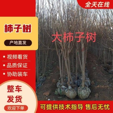 甜脆柿子苗正宗树嫁接无核日本特大柿子果树苗南北方种植包邮