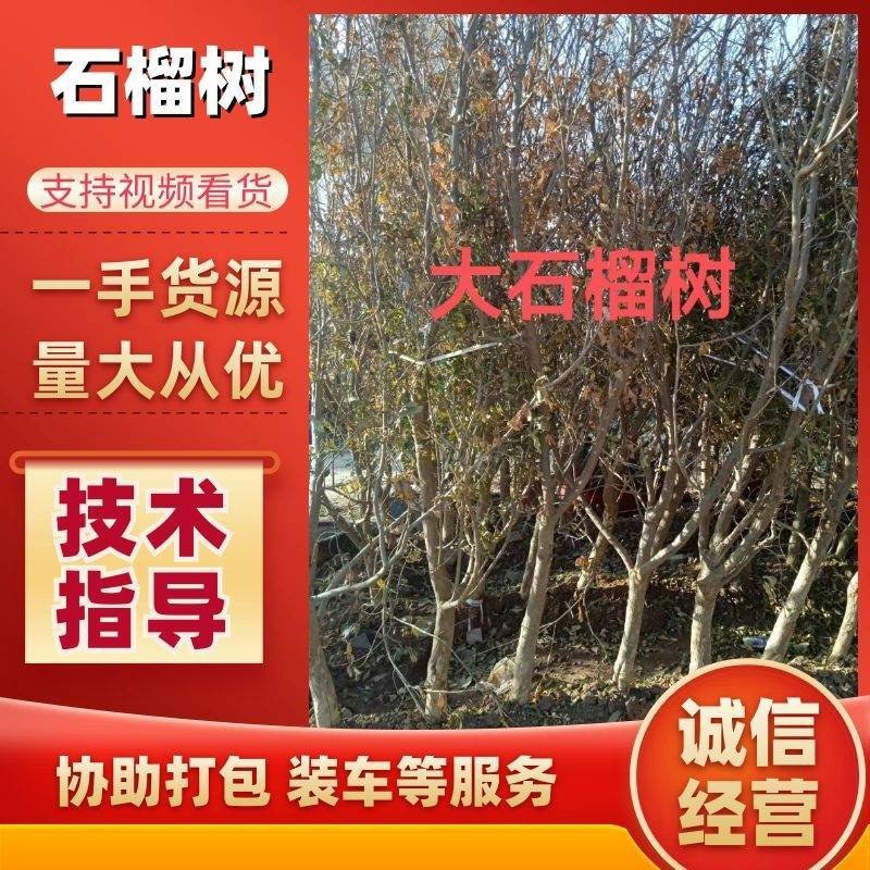 石榴树苗大门口树镇宅树旺宅老桩特大突尼斯软籽盆栽矮化庭院