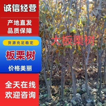 嫁接板栗树大红袍板栗大树苗易活栗子苗南北方种植大果树包邮