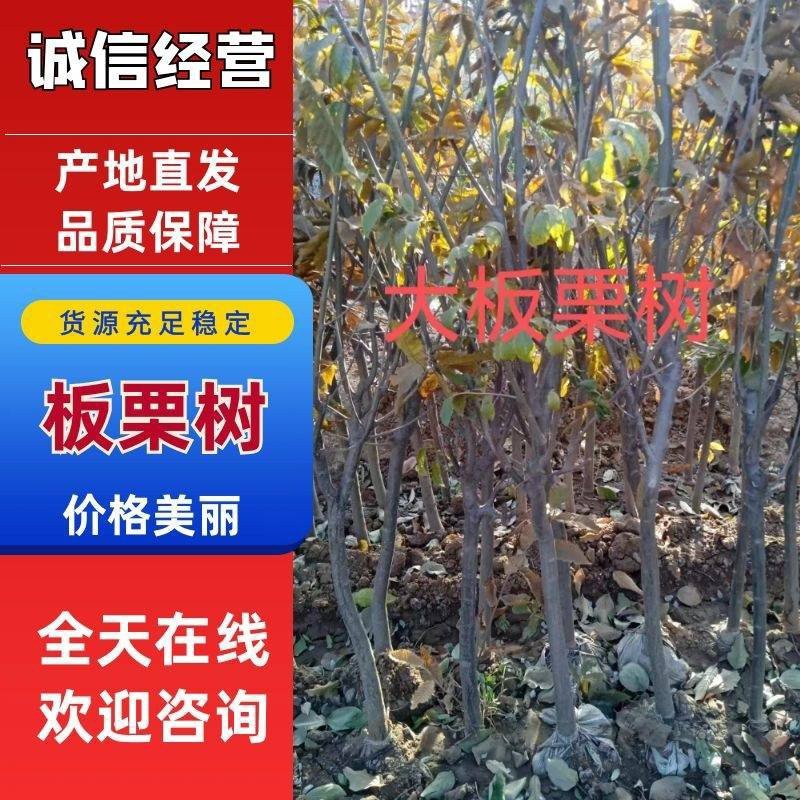 嫁接板栗树大红袍板栗大树苗易活栗子苗南北方种植大果树包邮