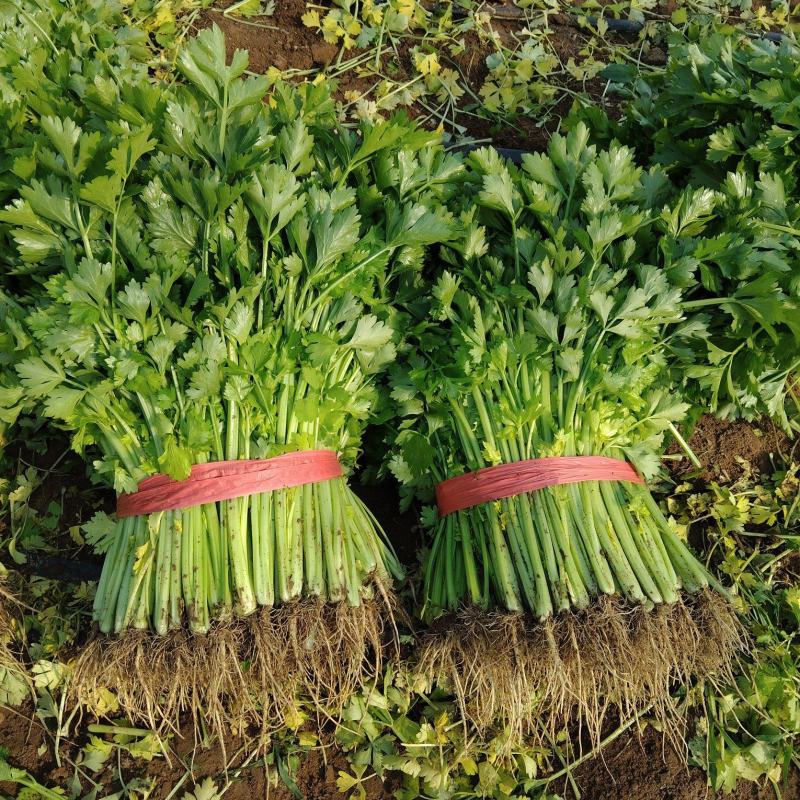 精品香芹