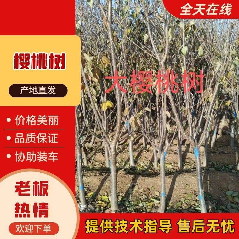 车厘子树苗特大樱桃树苖南北方种植庭院果树矮化樱桃苗树包邮