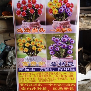 彩扇团扇仙人掌锦多肉植物彩扇电脑桌面绿植批发地摊货
