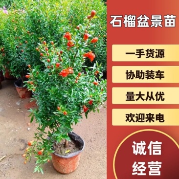 石榴树盆栽矮化阳台种植带盆带叶带土甜石榴树苗特大突尼斯树