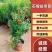 石榴树盆栽矮化阳台种植带盆带叶带土甜石榴树苗特大突尼斯树