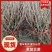 黑加仑树葡萄果树南方种植无籽可食用黑加仑苗批发野生树葡萄
