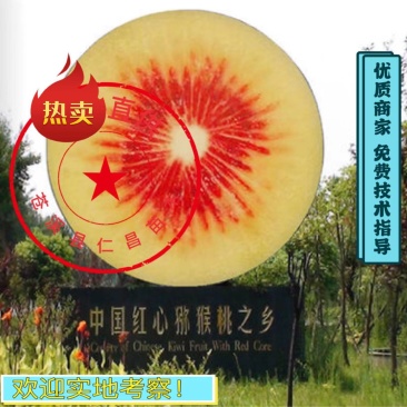 【热卖】红心猕猴桃嫁接苗免费技术指导有水杨桃嫁接的