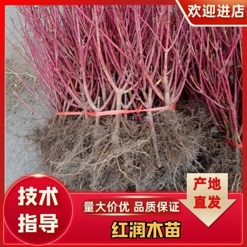 优质日本红瑞木树苗红杆麻球红柳枝条绿化苗木户外庭院植物苗