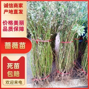 蔷薇花藤本月季花苗蔷薇四季开花爬藤植物玫瑰藤月季花卉绿植