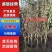 特大苹果树苗带土球发货红富士苹果苗地栽盆栽庭院当年结果树
