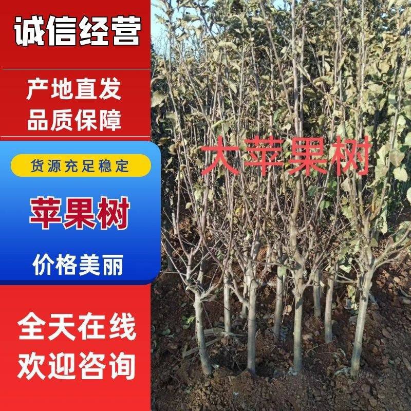 特大苹果树苗带土球发货红富士苹果苗地栽盆栽庭院当年结果树