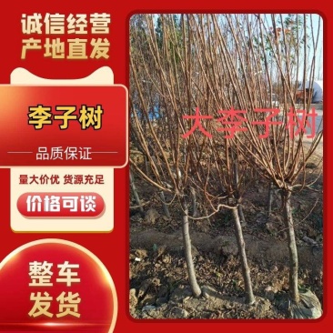 西梅树苗嫁接法兰西西梅树苗盆栽地栽西梅皇后李子树苗包邮价