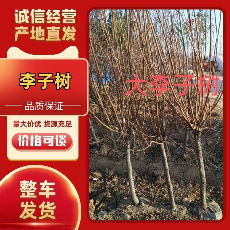 西梅树苗嫁接法兰西西梅树苗盆栽地栽西梅皇后李子树苗包邮价