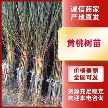 沂蒙霜红桃苗嫁接山东水蜜桃晚熟品种特大脆甜桃子果树苗木