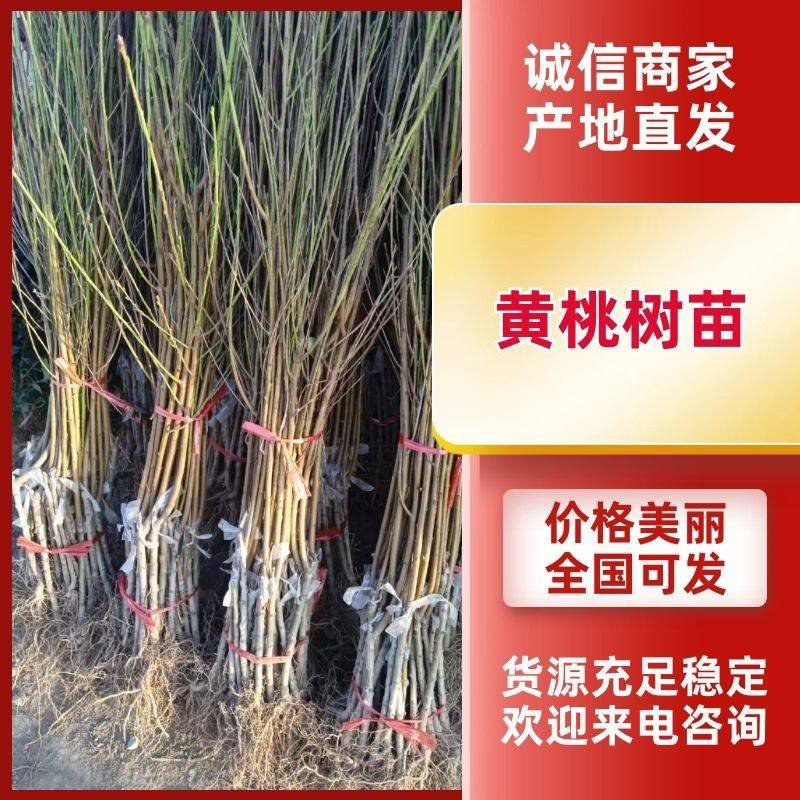 沂蒙霜红桃苗嫁接山东水蜜桃晚熟品种特大脆甜桃子果树苗木