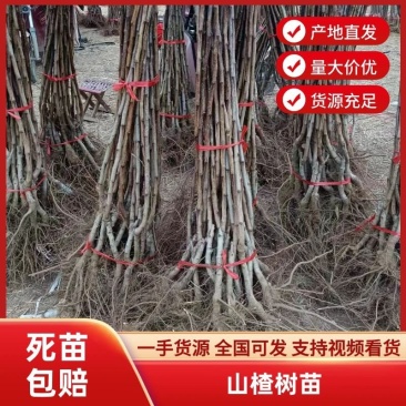 山楂苗嫁接成品山里红甜红子山楂果树苗山楂树特大当年结果苗