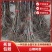 山楂苗嫁接成品山里红甜红子山楂果树苗山楂树特大当年结果苗