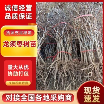 龙须枣盘龙枣树苗龙枣龙爪枣嫁接成品苗龙游枣果树苗珍奇品种