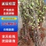波姬红无花果苗矮化当年结果无花果树苗南北方盆栽地栽批发价