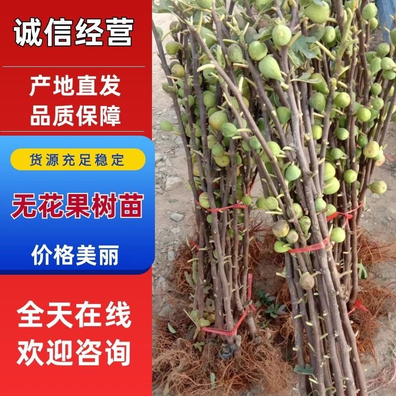 波姬红无花果苗矮化当年结果无花果树苗南北方盆栽地栽批发价