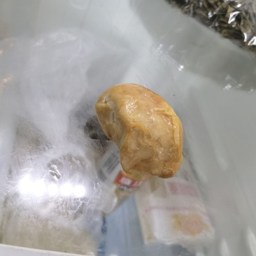 南宁鸡宝，