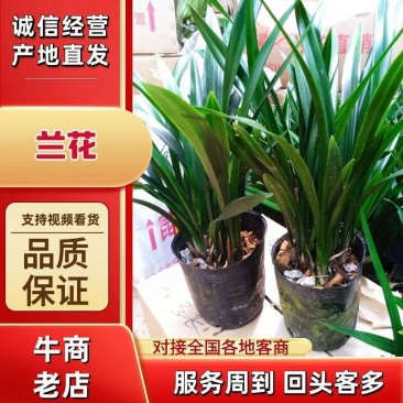 傲兰花苗养不死墨兰花金边企黑浓香室内阳台花卉绿植盆栽四季