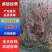 俄罗斯八号大樱桃苗嫁接车厘子樱桃树含香樱桃果树苗基地批发