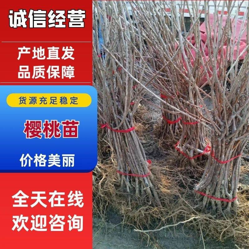 俄罗斯八号大樱桃苗嫁接车厘子樱桃树含香樱桃果树苗基地批发