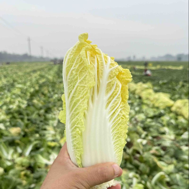 《实力推荐》河南精品娃娃菜，基地直供货源充足，保质保量