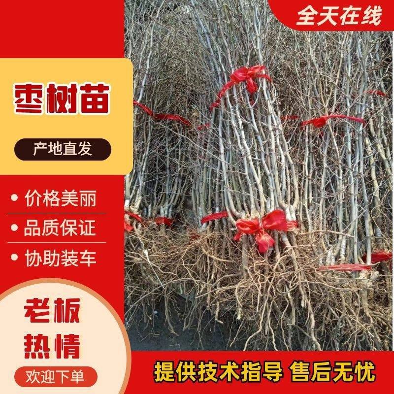 嫁接枣树苗特大沾化冬枣脆甜枣盆栽地栽果树苗四季种植冬枣树