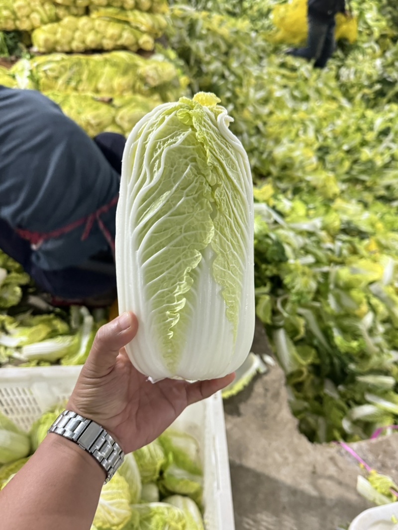 《实力推荐》河南精品娃娃菜，基地直供货源充足，保质保量