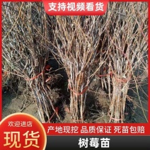 双季树莓覆盆子树苗树莓苗黄树莓苗南北方四季种植果树苗基地