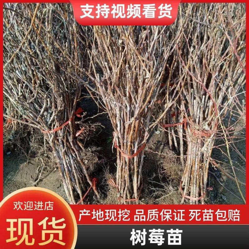 双季树莓覆盆子树苗树莓苗黄树莓苗南北方四季种植果树苗基地