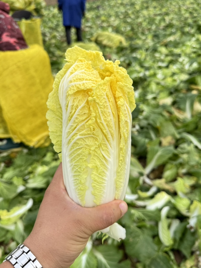 《实力推荐》河南精品娃娃菜，基地直供货源充足，保质保量