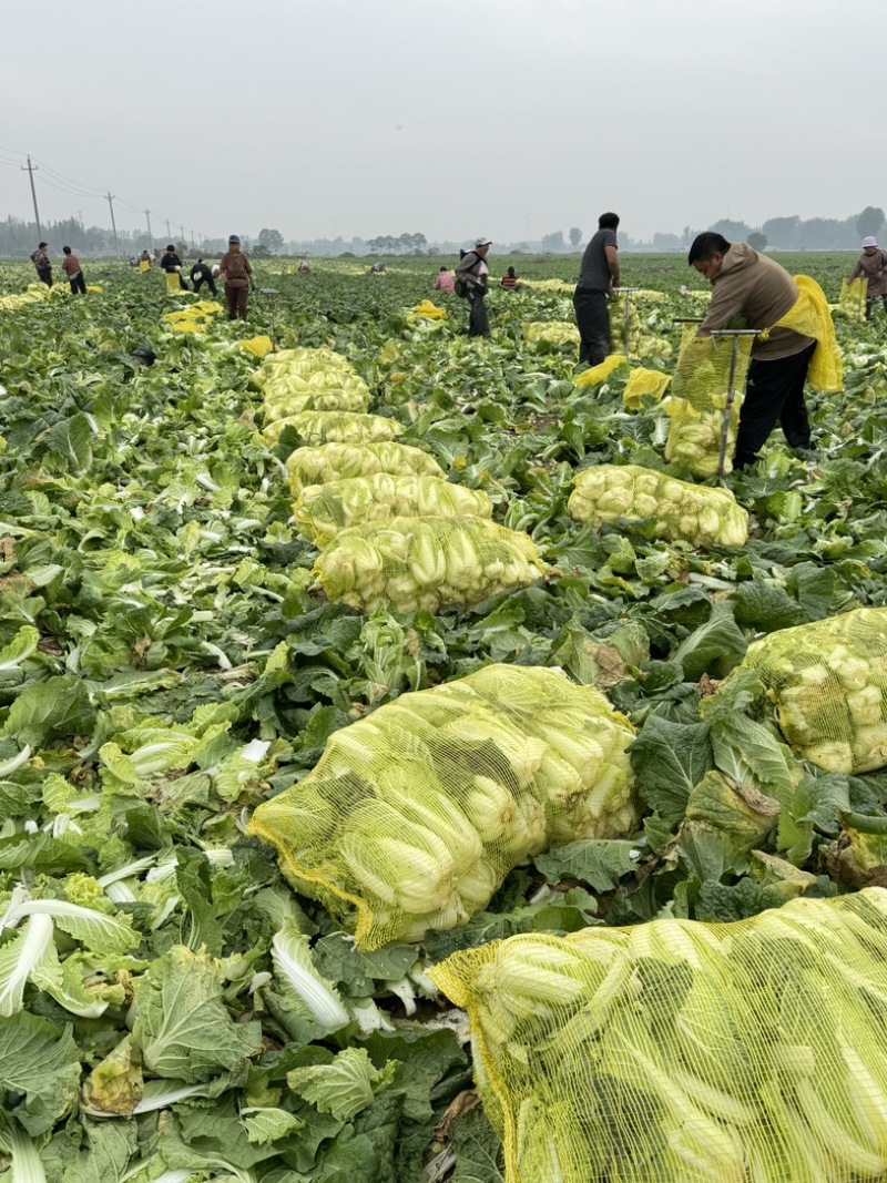 《实力推荐》河南精品娃娃菜，基地直供货源充足，保质保量