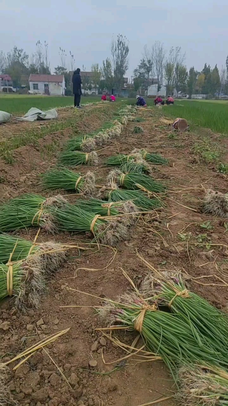 洋葱苗，河西二红半高桩，黄葱苗，水果洋葱苗