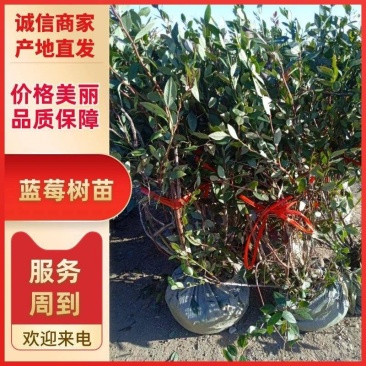 山东蓝莓苗薄雾蓝莓树1～8年老桩基地现挖品种全南北方种植