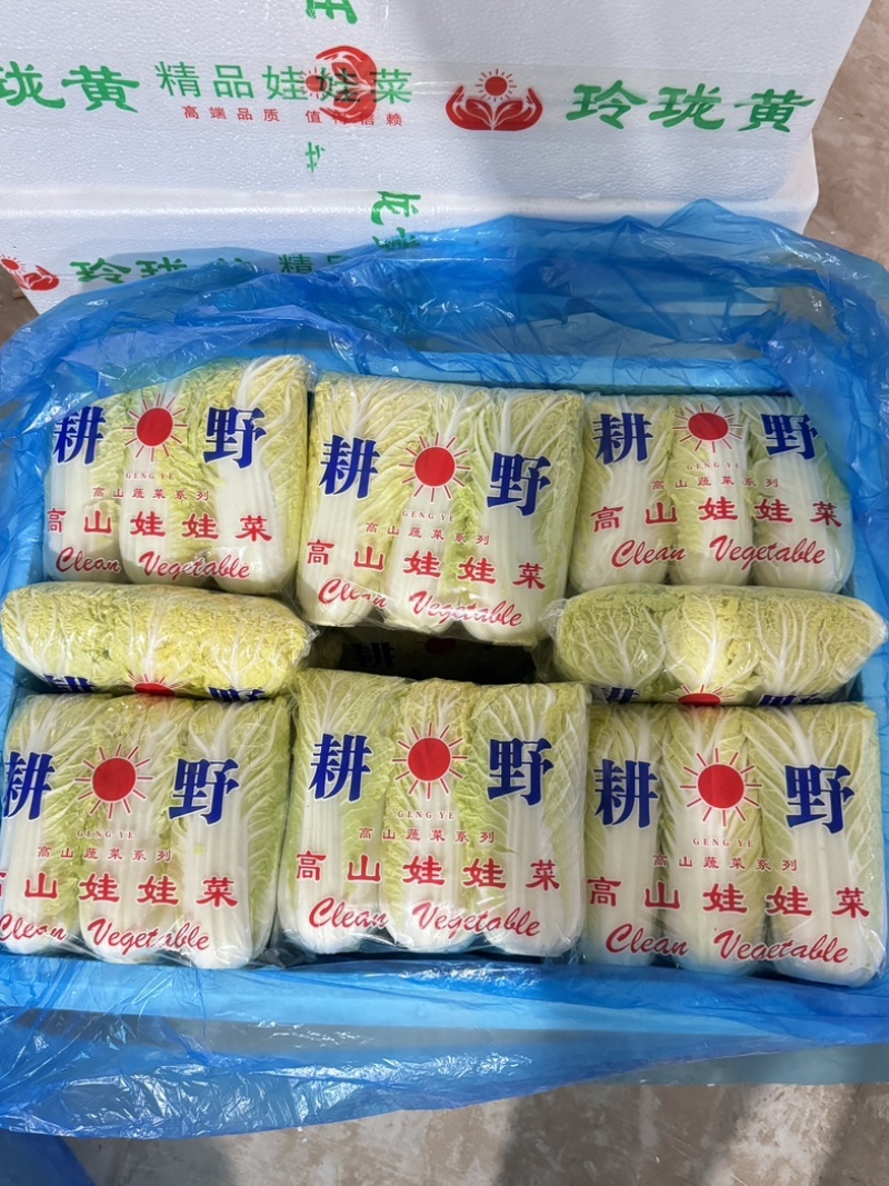 《实力推荐》河南精品娃娃菜，基地直供货源充足，保质保量